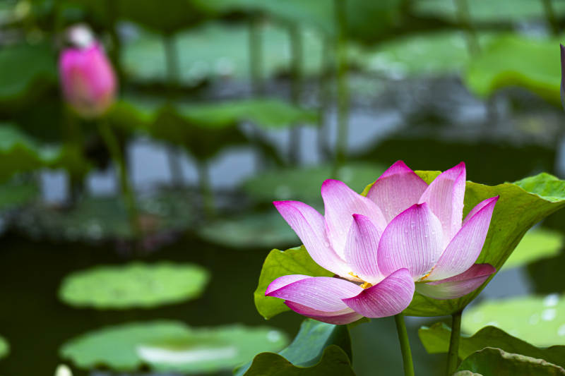 池塘中的莲花盛开图片
