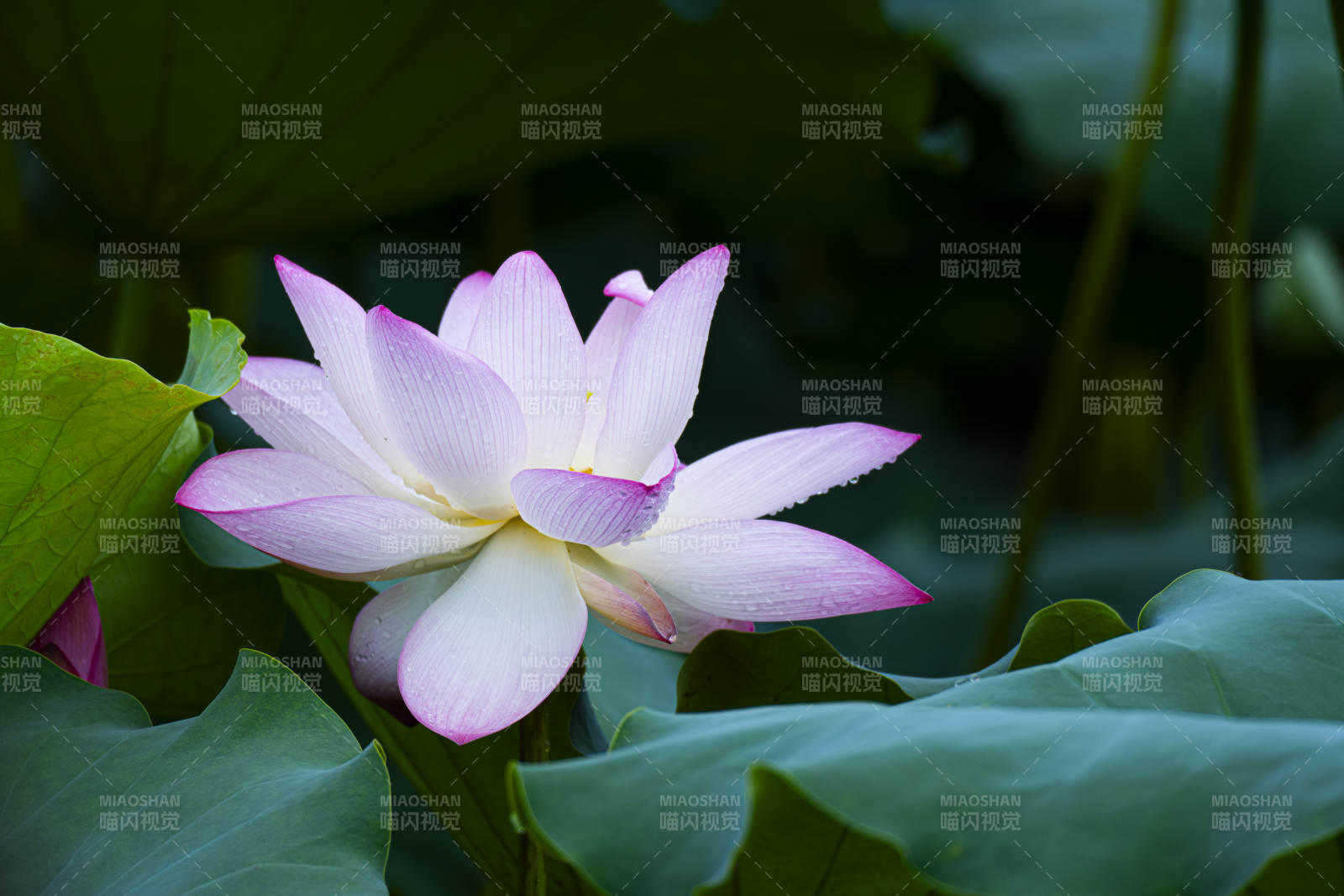 莲花绽放 清新雅致图片