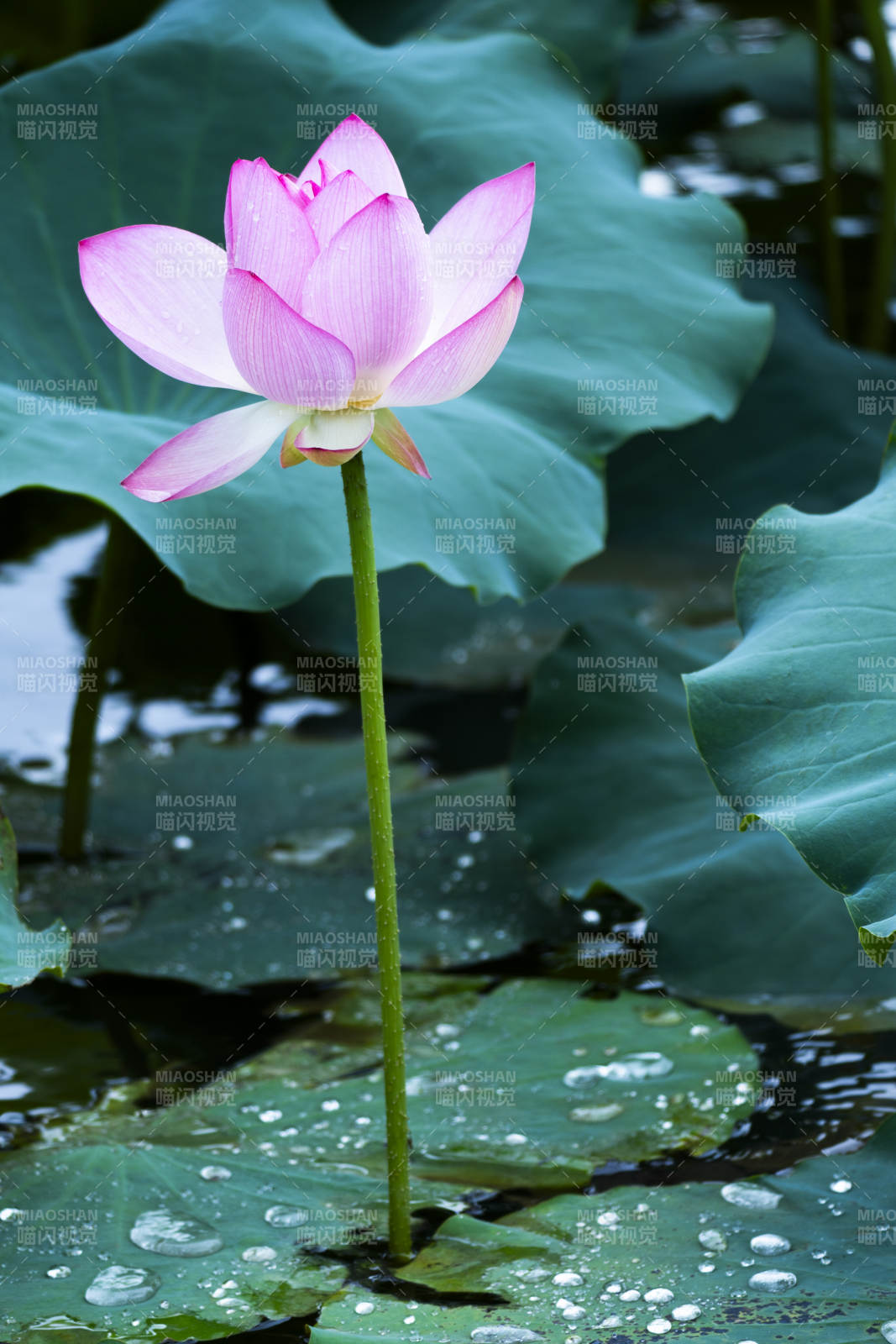 池塘中的粉色莲花图片