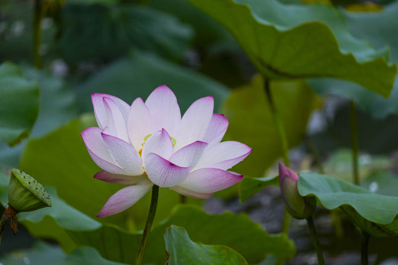 池塘中的莲花盛开图片