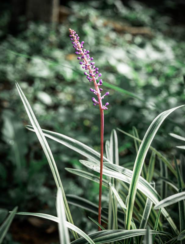 紫色花穗与绿叶相伴图片