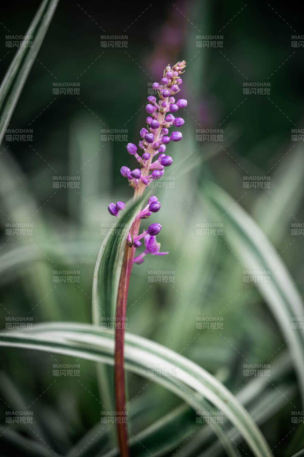 紫色花穗与绿叶相伴图片