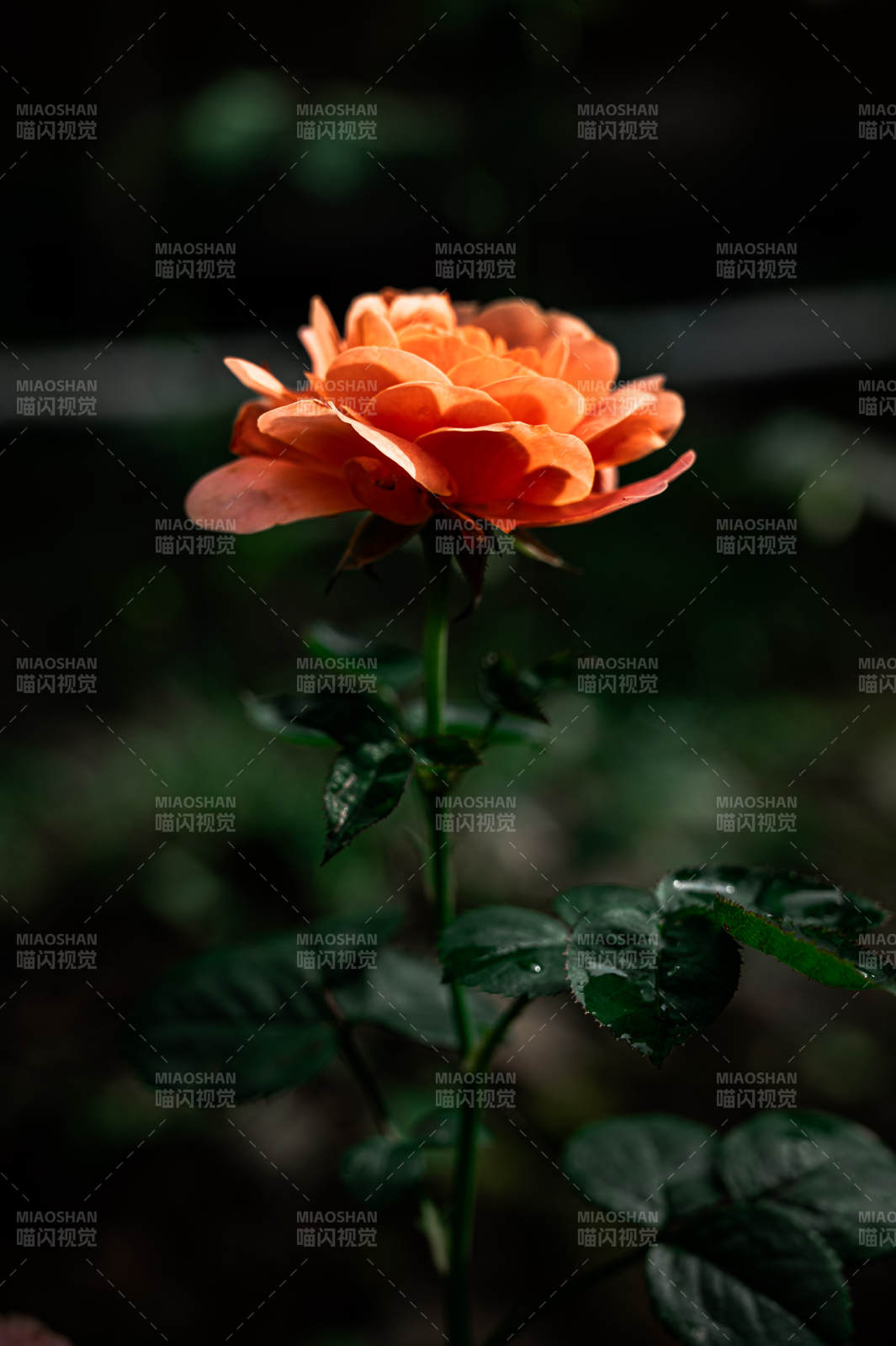 月季花在暗夜中绽放图片