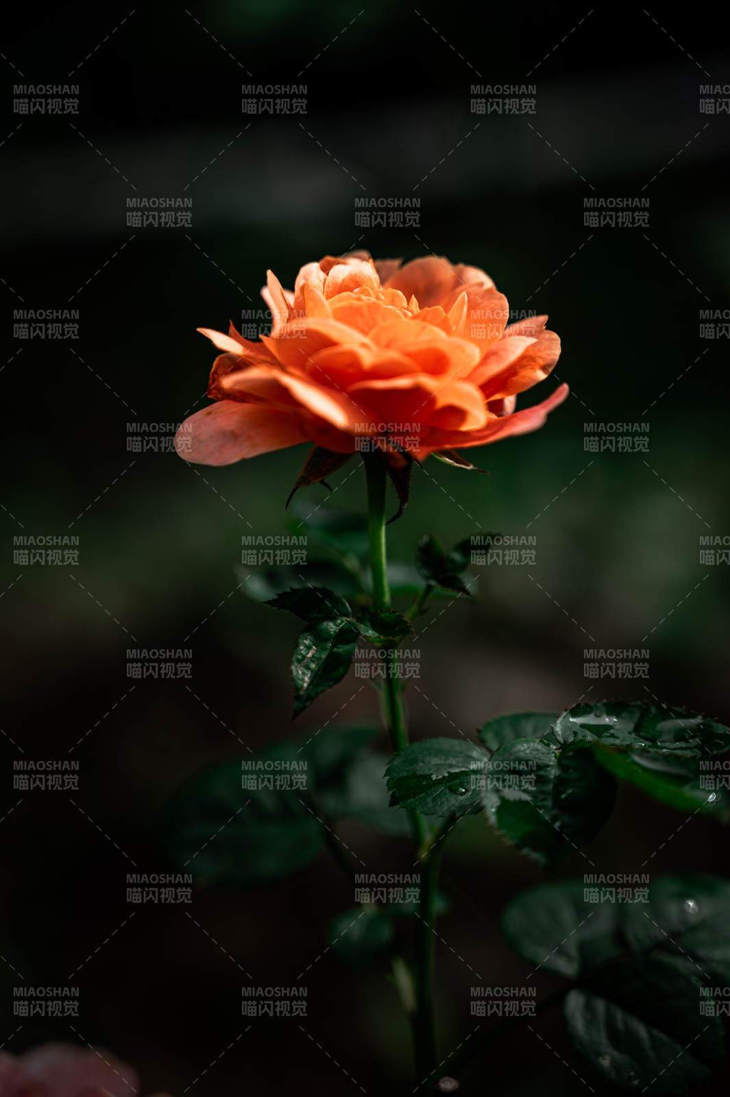 橙色月季花在暗夜中绽放图片