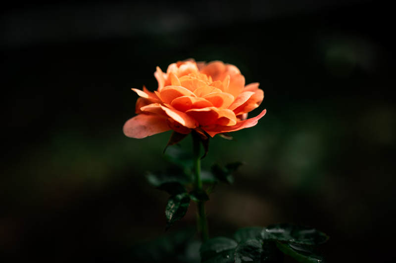 橙色月季花在暗夜中绽放图片