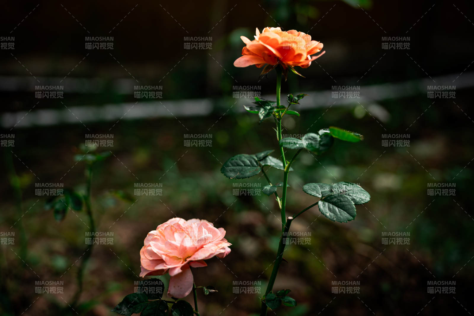 橙色月季花静谧绽放图片