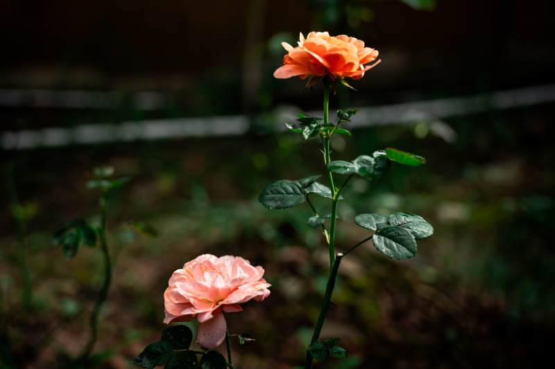 橙色月季花静谧绽放图片