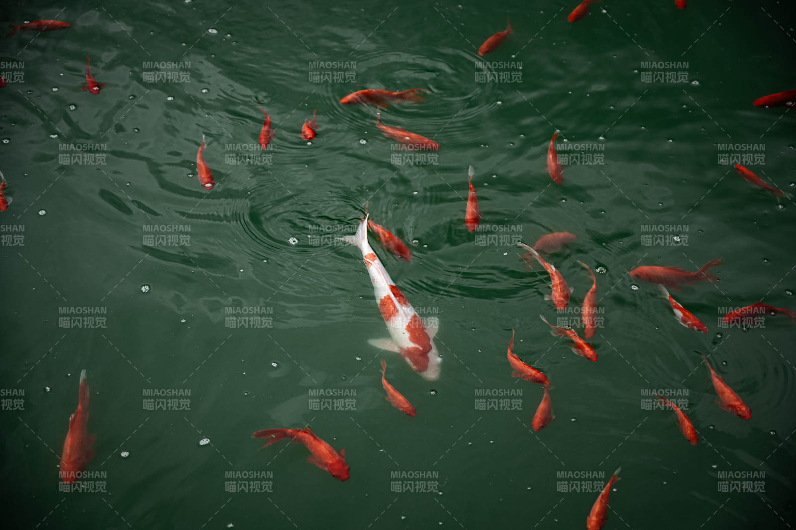 池中锦鲤游动图图片