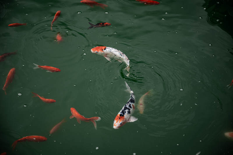 池中锦鲤悠然游弋图片