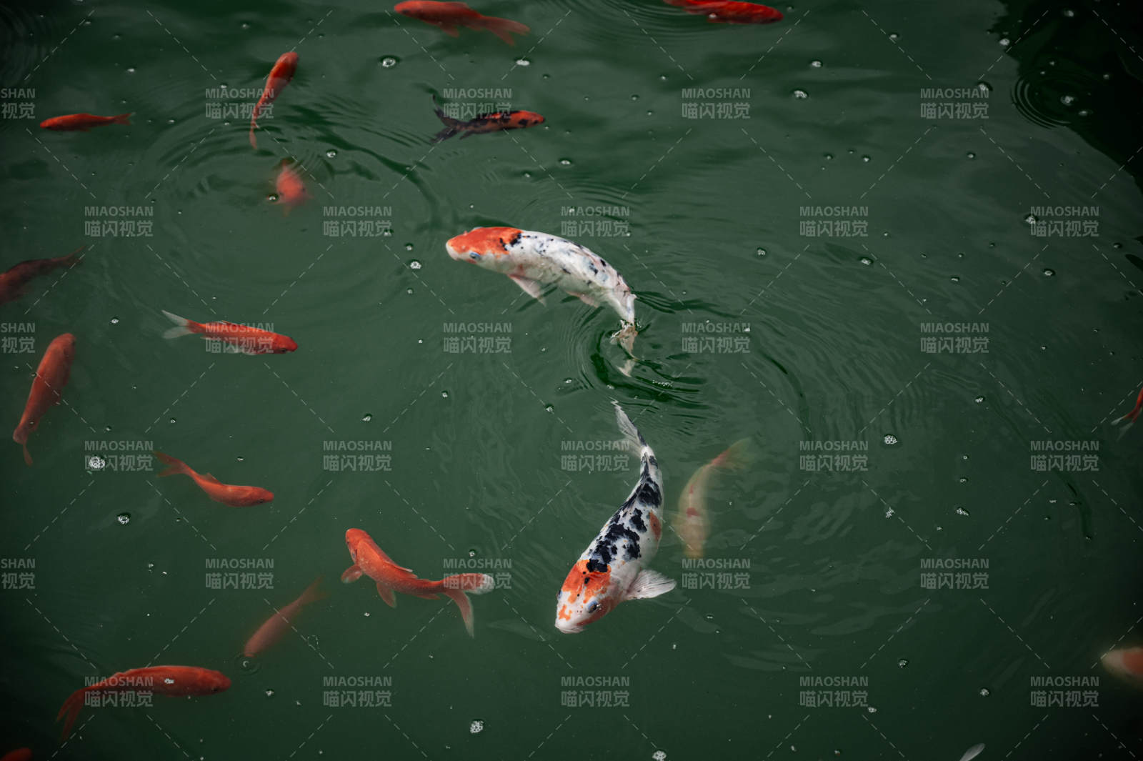 池中锦鲤悠然游弋图片