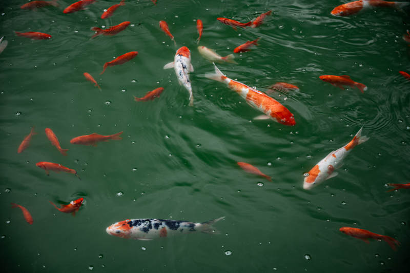 池中锦鲤游弋图图片