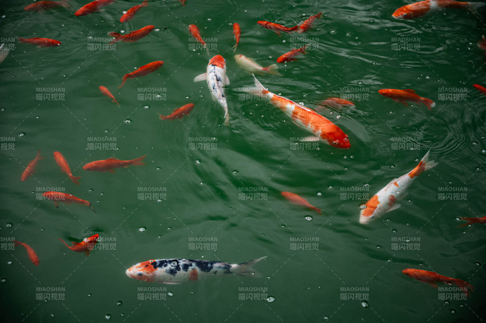 池中锦鲤游弋图图片