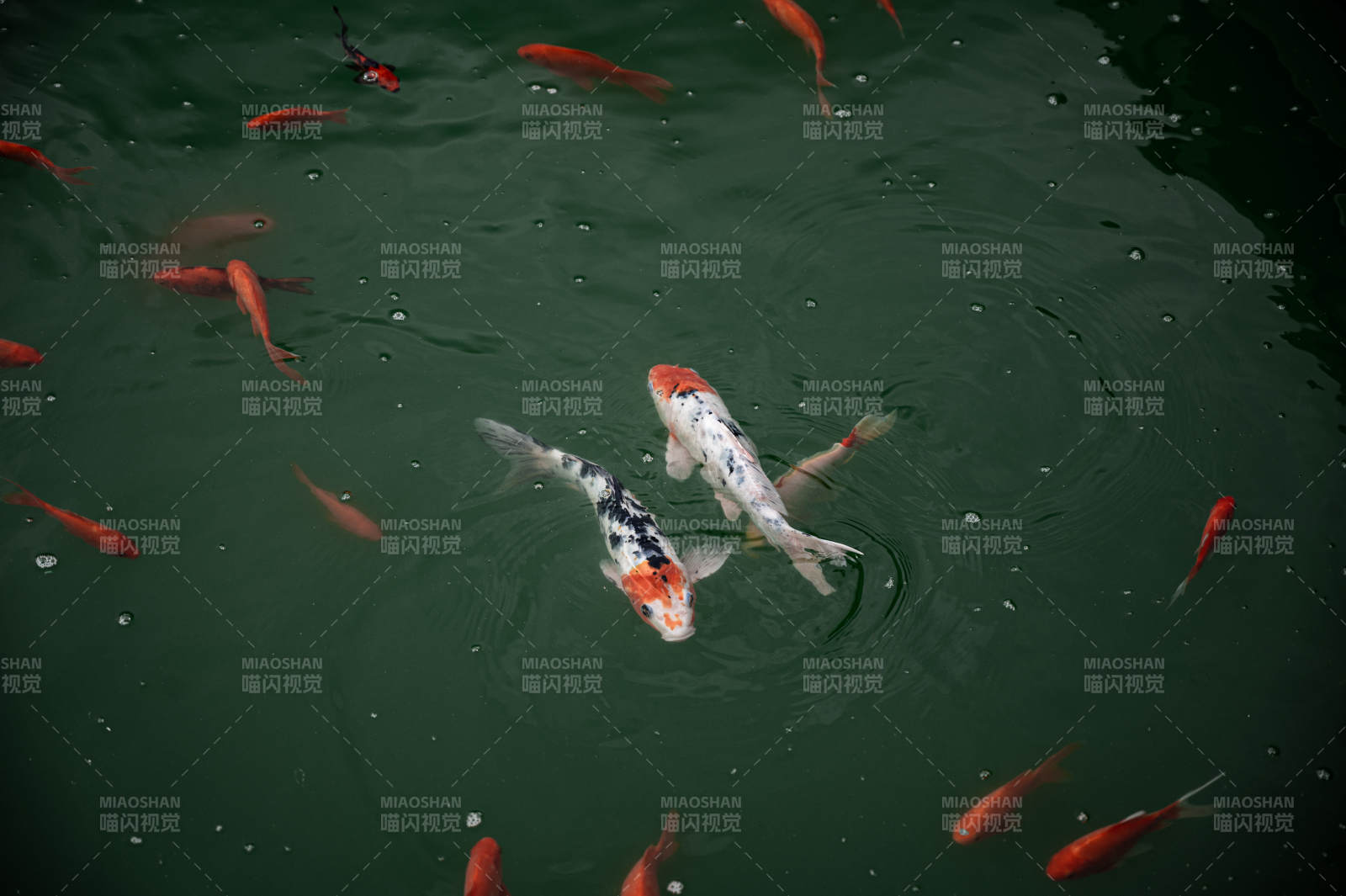 池中锦鲤游弋图图片