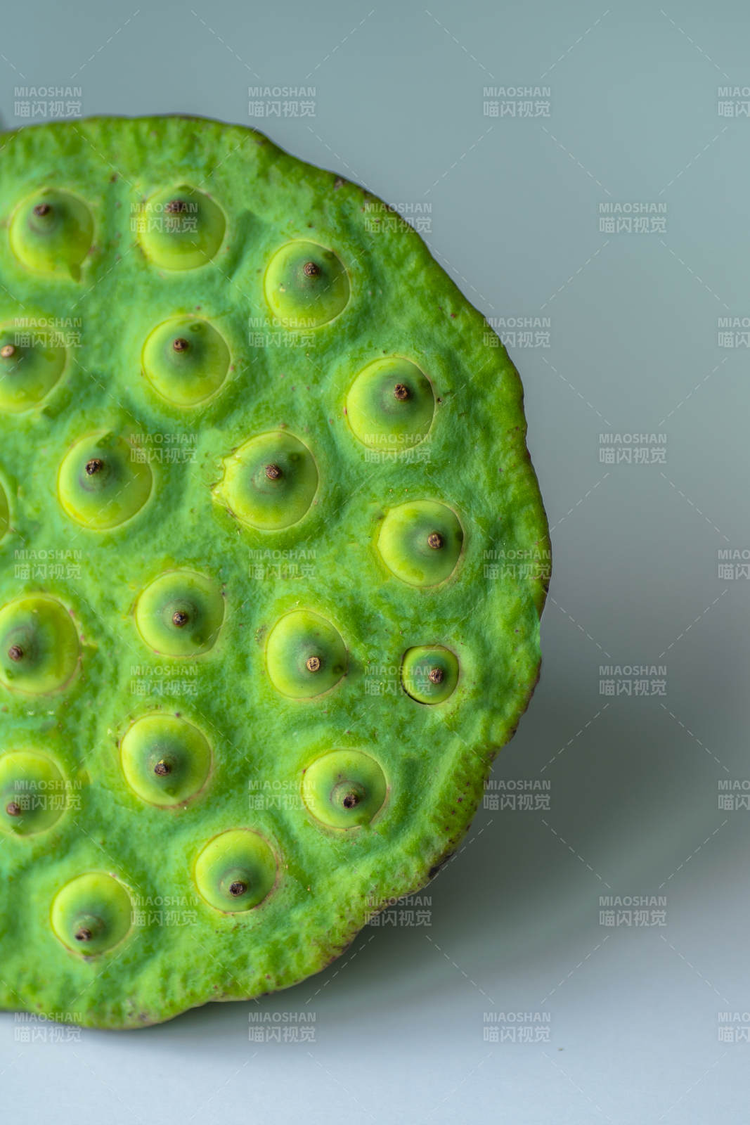 莲蓬的绿色艺术之美图片