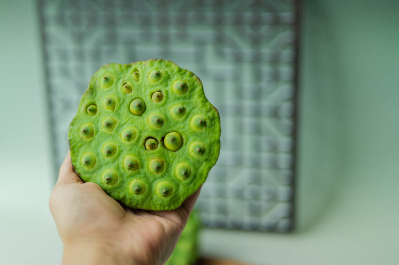 手握莲蓬 绿色自然之美图片