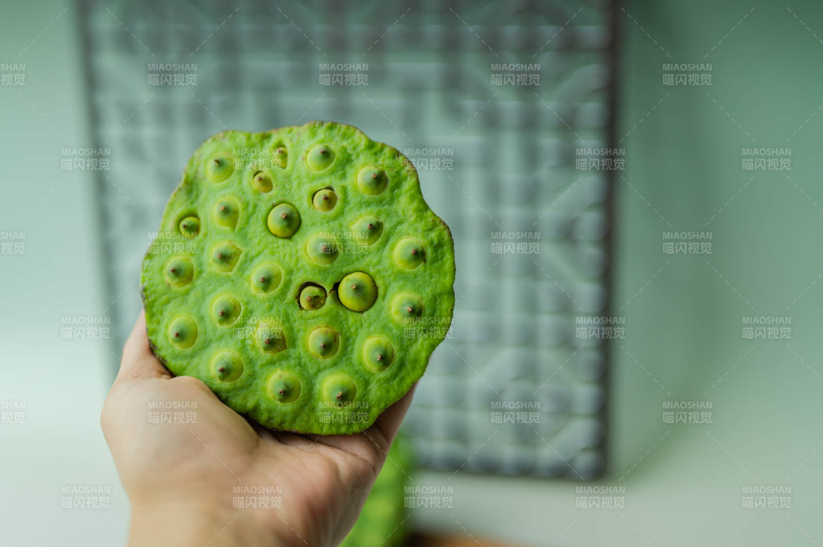 手握莲蓬 绿色自然之美图片