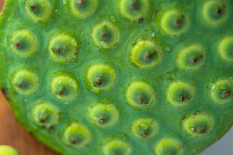 莲蓬特写 绿色的自然之美图片