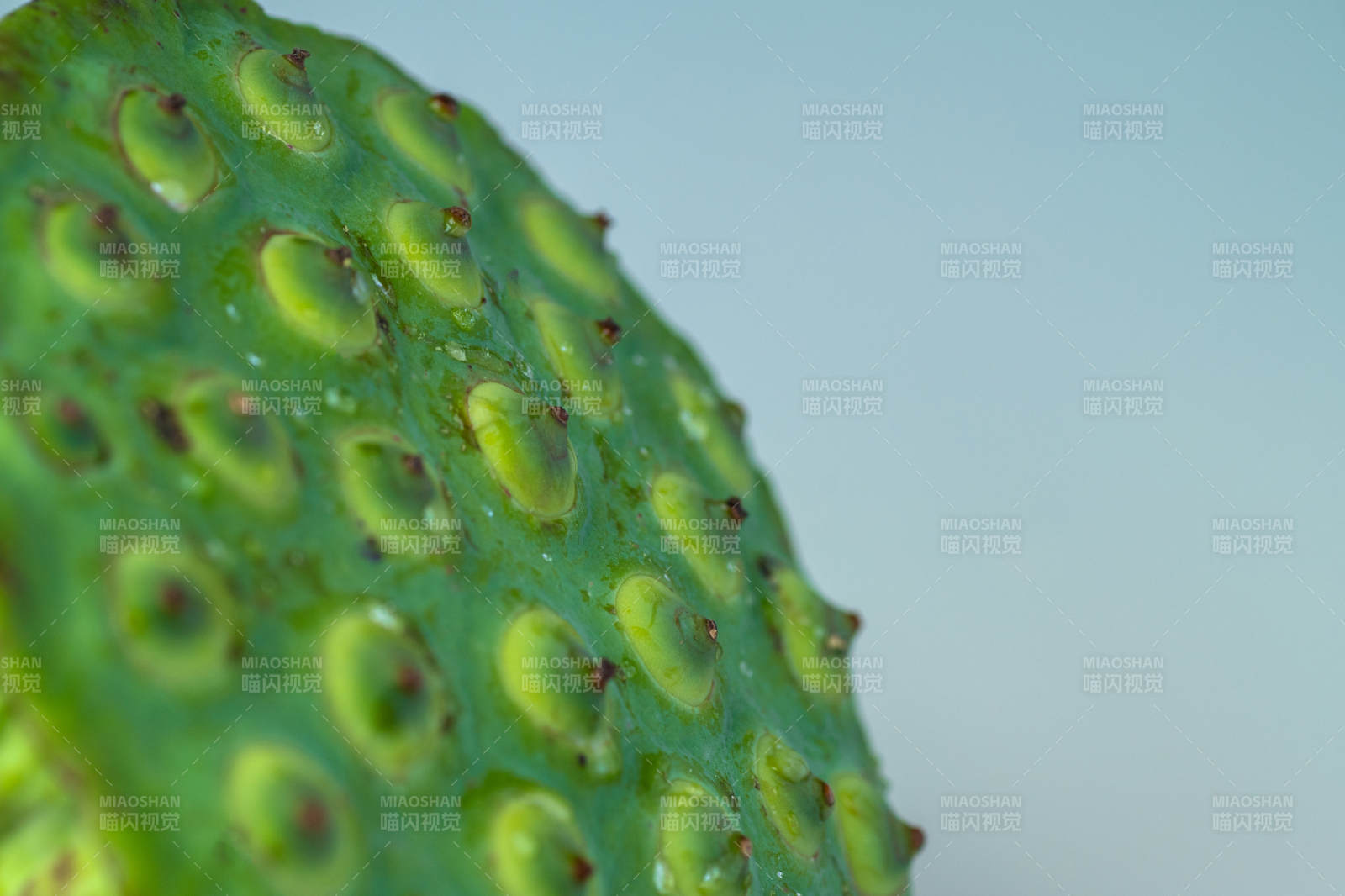 绿色果实的特写纹理图片