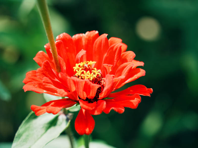 鲜艳的红色花朵特写图片
