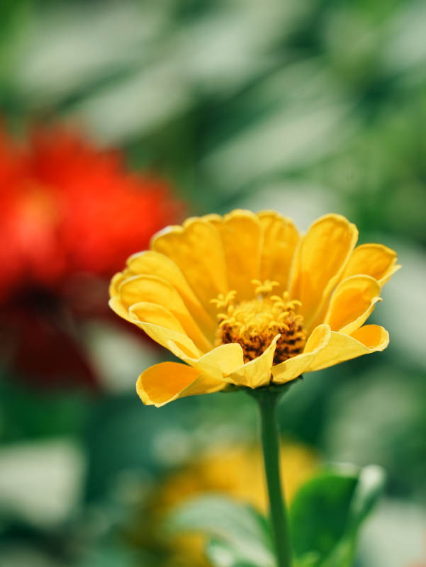 明媚阳光下的黄色花朵图片