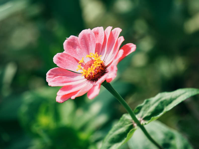 粉色花朵在绿叶中绽放图片