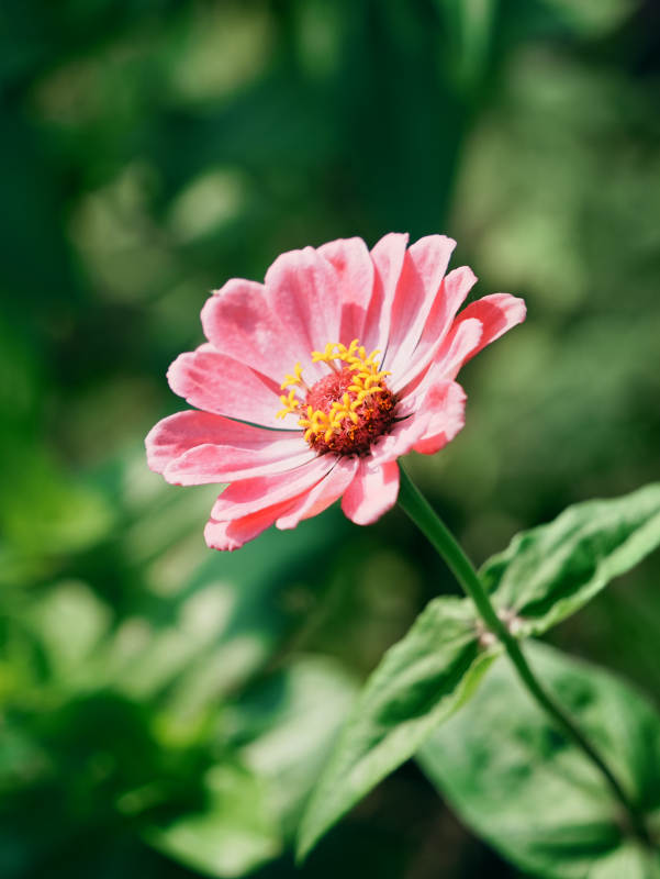 粉色雏菊在阳光下绽放图片