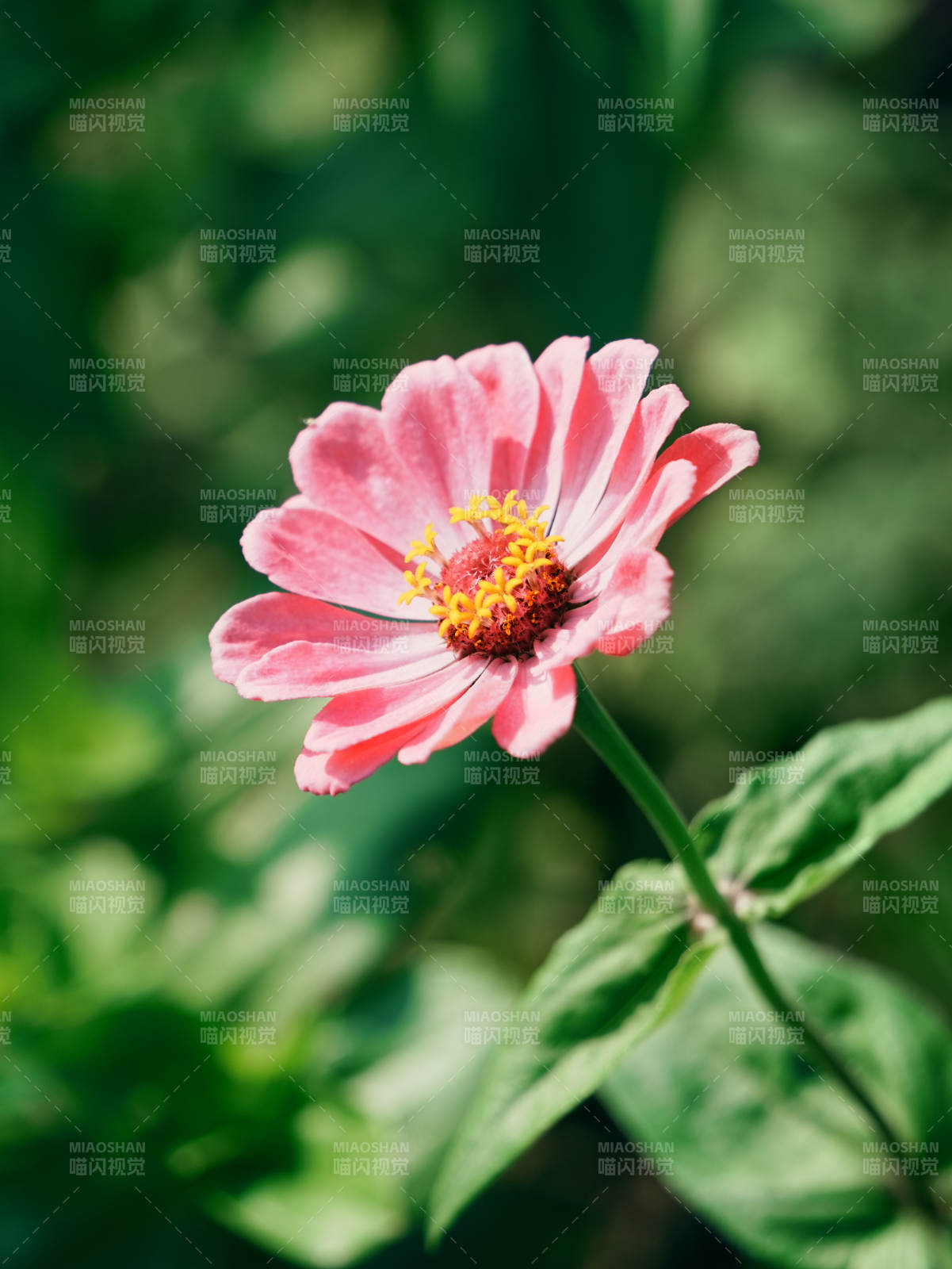 粉色雏菊在阳光下绽放图片