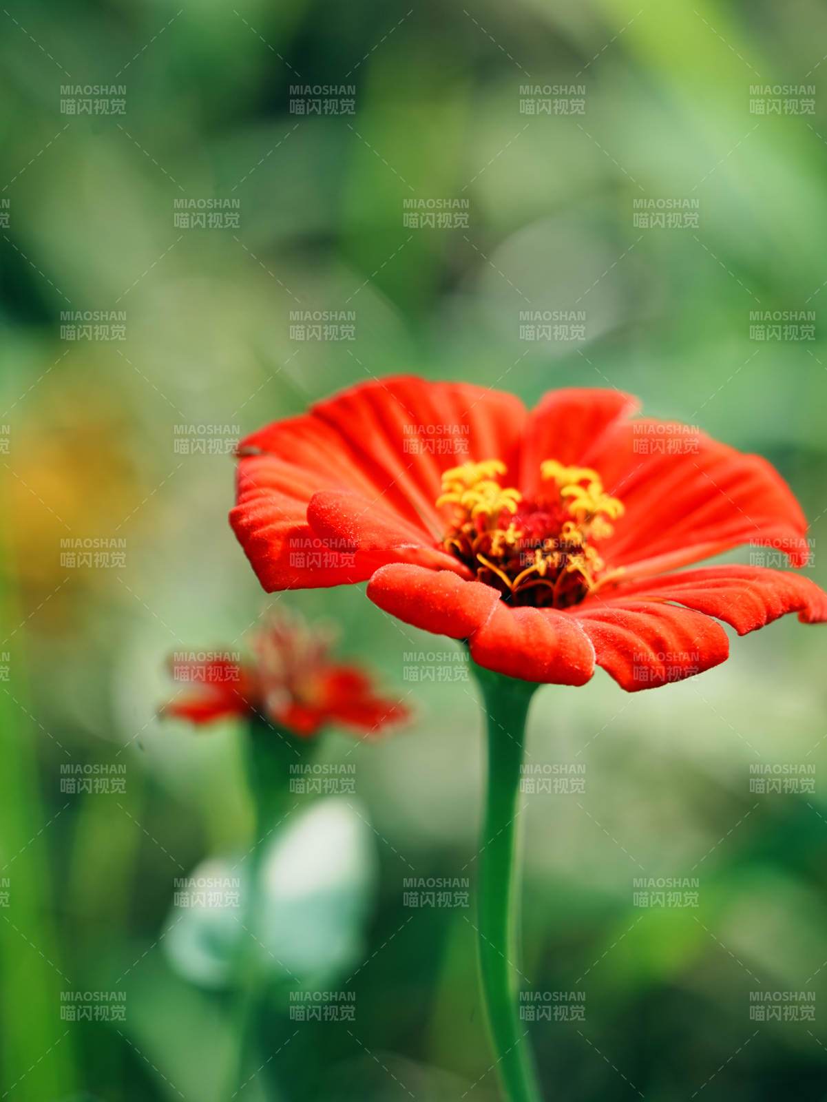 鲜艳的红色花朵特写图片