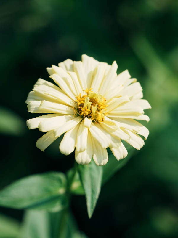 淡雅黄花 静谧绽放图片