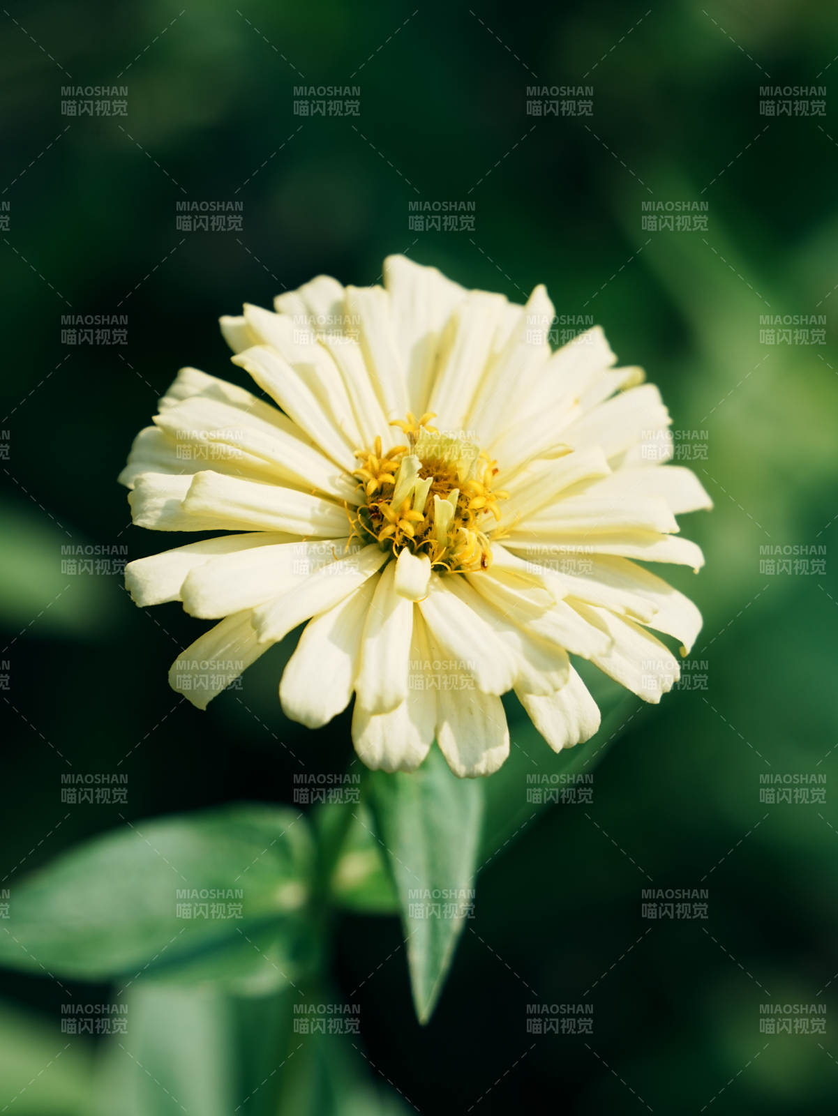 淡雅黄花 静谧绽放图片