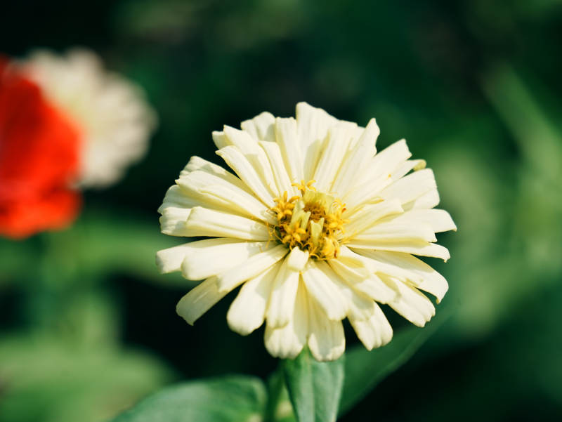 淡雅黄花 绿叶相伴图片