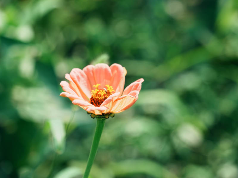 橙色花朵在绿叶中绽放图片
