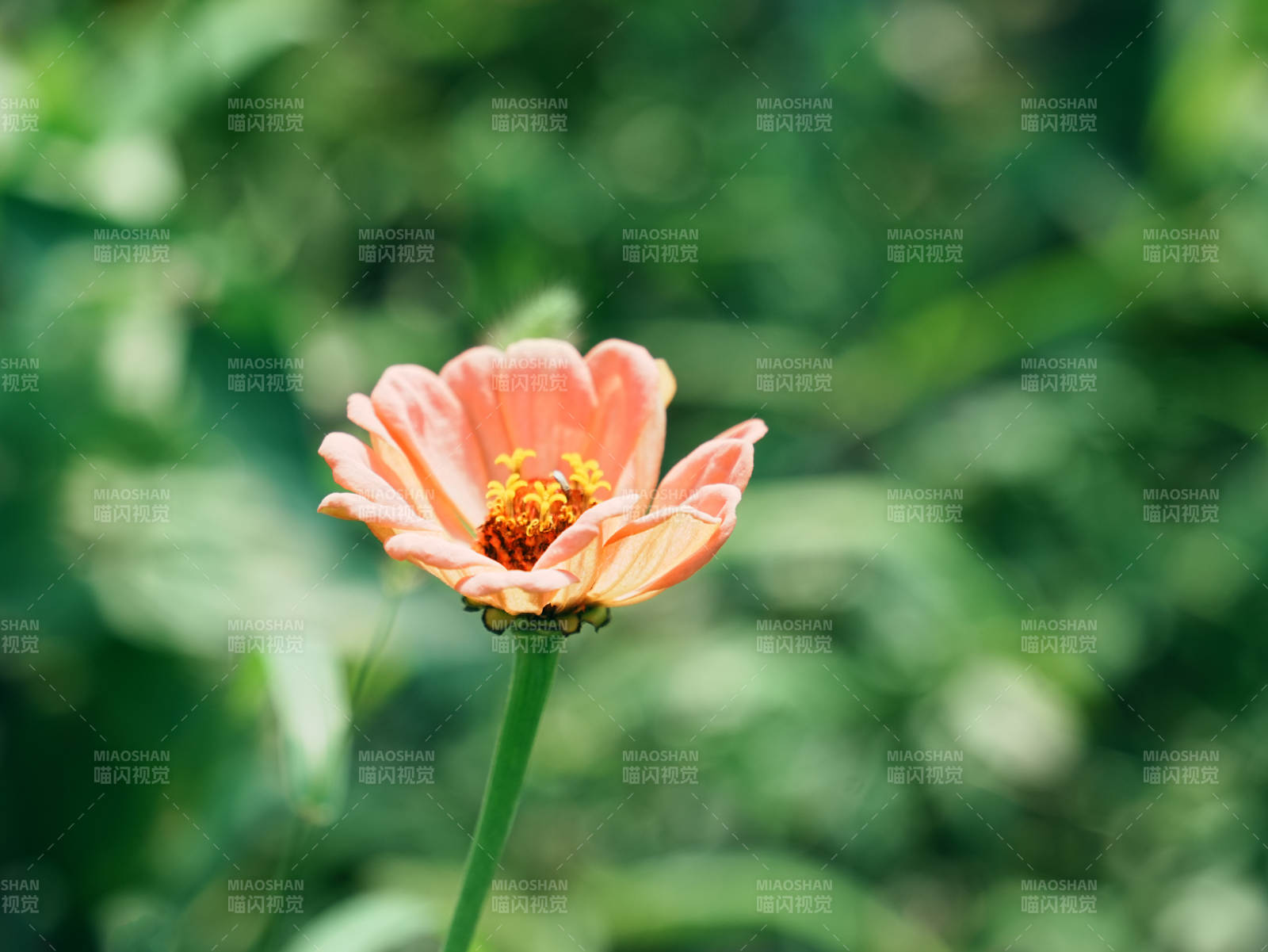 橙色花朵在绿叶中绽放图片