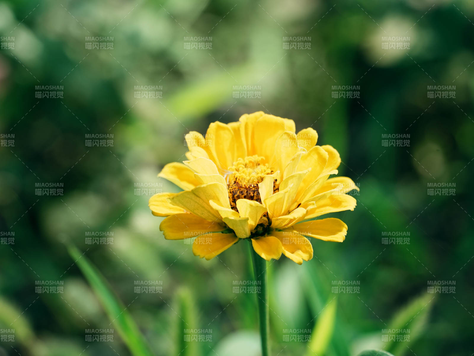 夏日黄花绽放图片