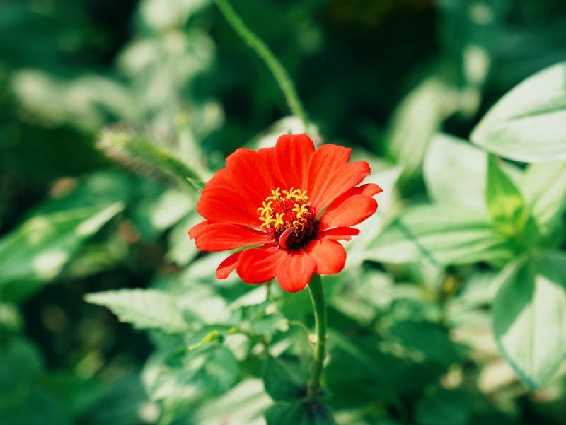 红花绿叶映自然之美图片