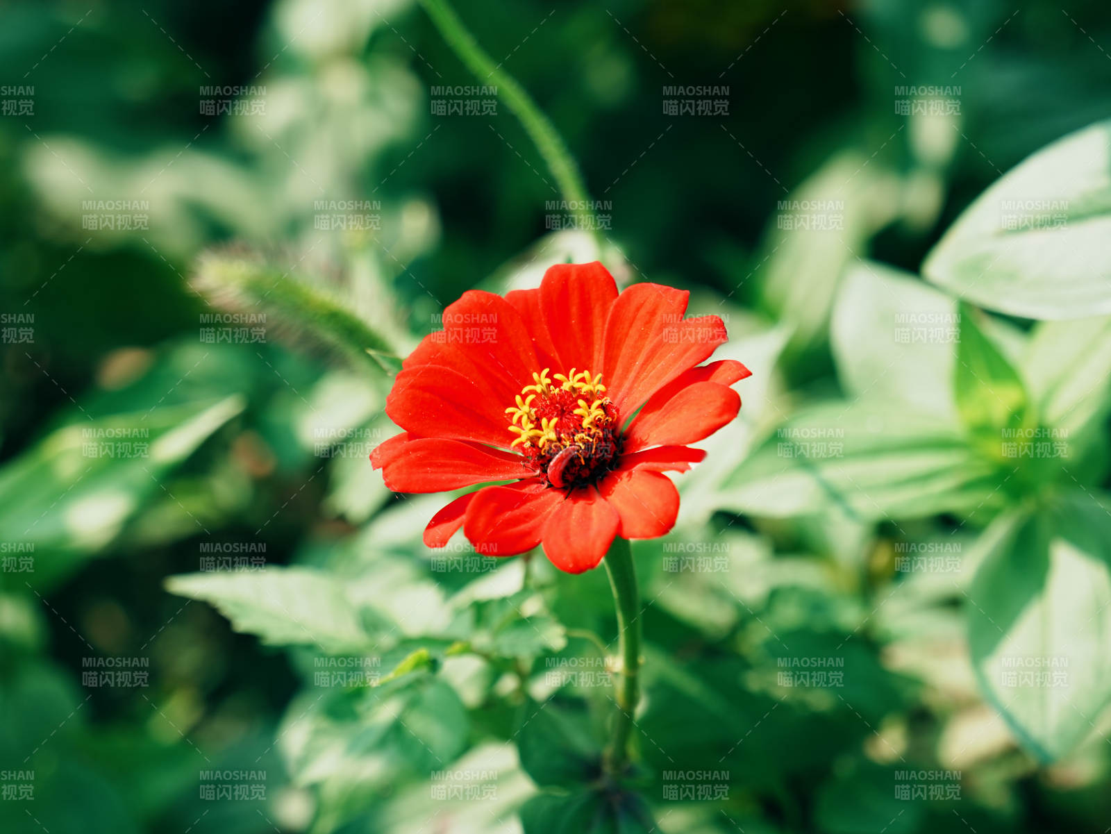 红花绿叶映自然之美图片