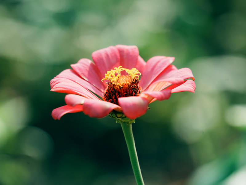 粉红花朵在绿意中绽放图片