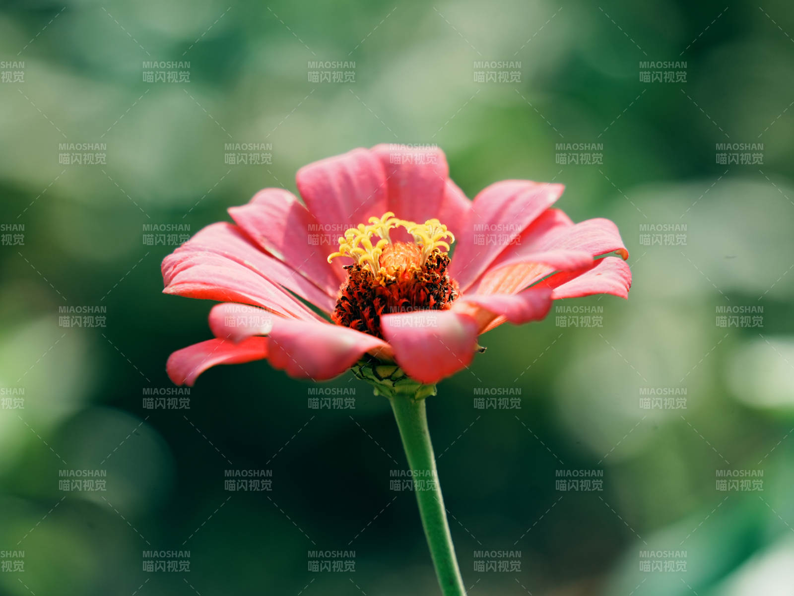 粉红花朵在绿意中绽放图片