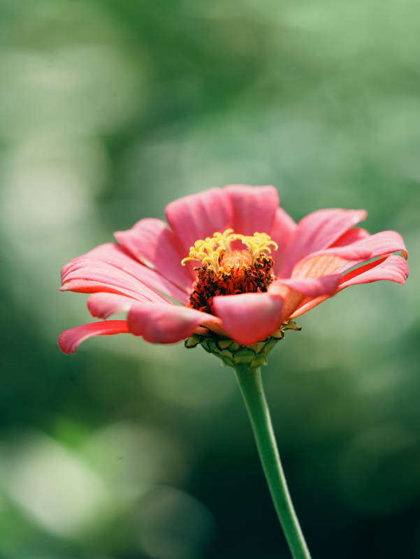 粉红花朵在绿意中绽放图片