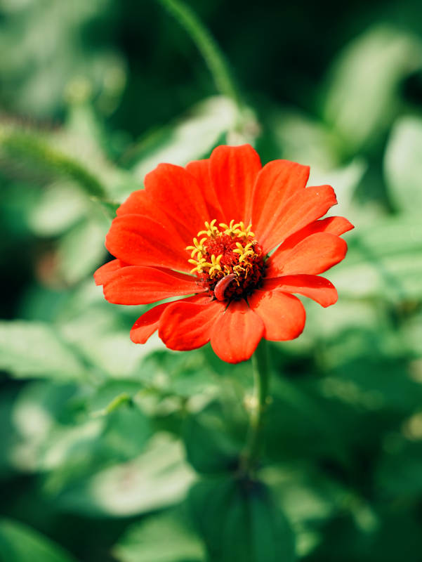 鲜艳的红色花朵特写图片