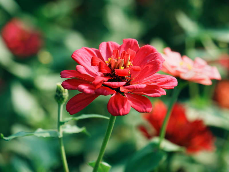 红色雏菊的美丽绽放图片