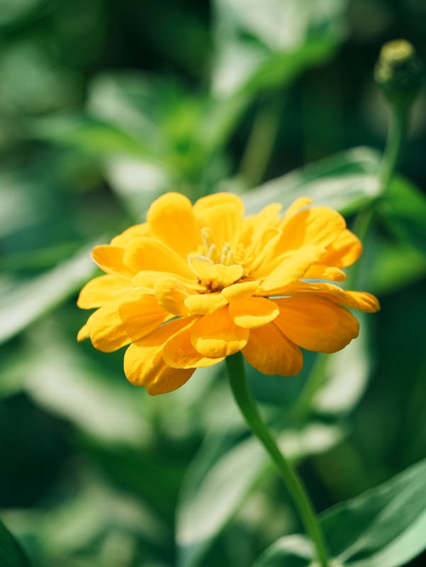 阳光下的黄色花朵图片