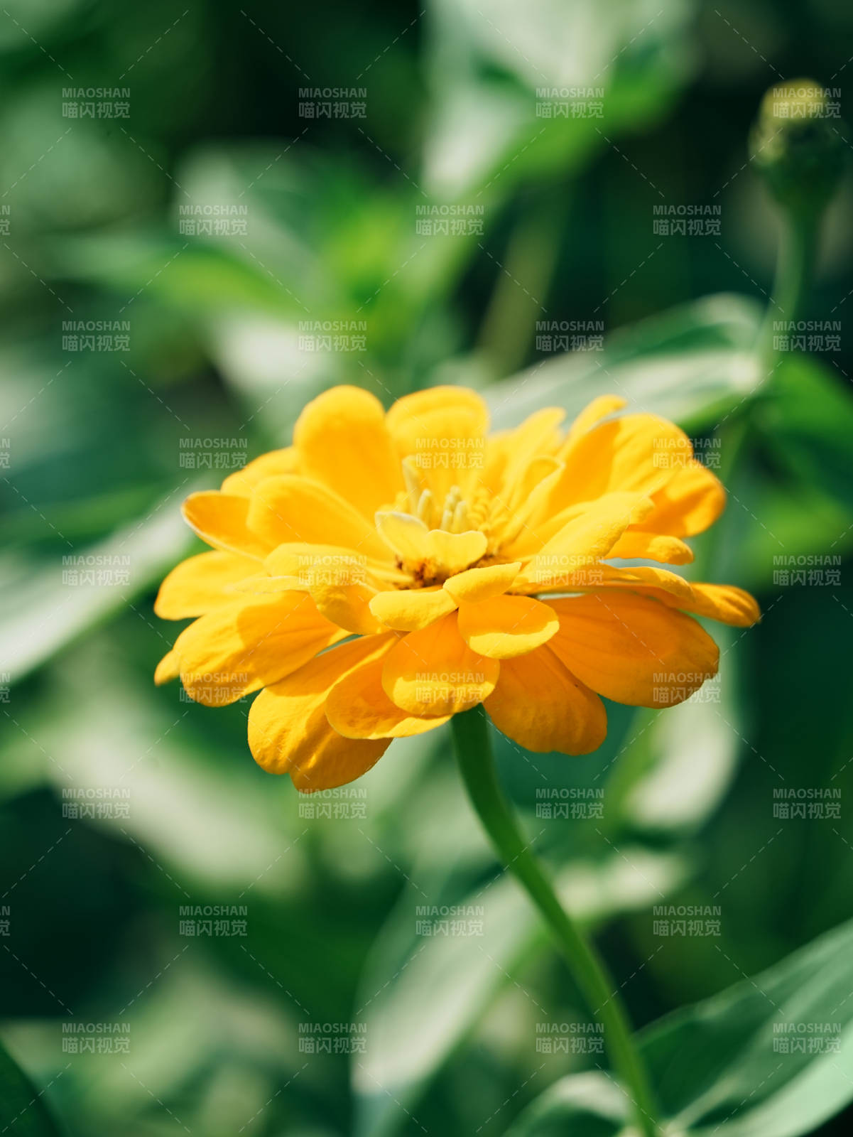 阳光下的黄色花朵图片