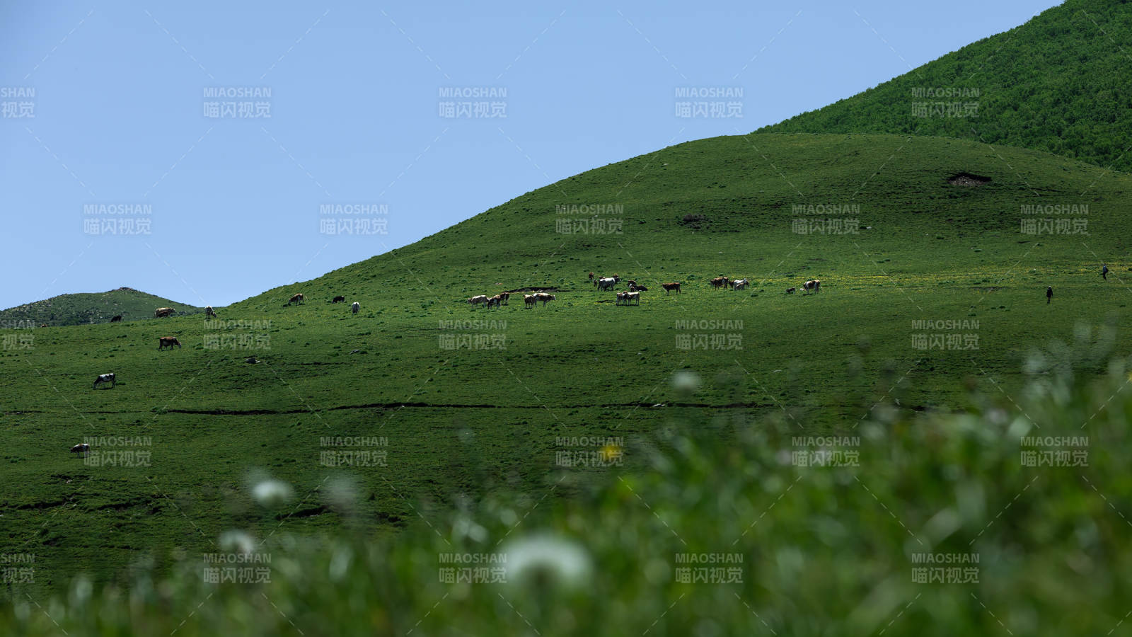 草原上的宁静时光 东灵山图片