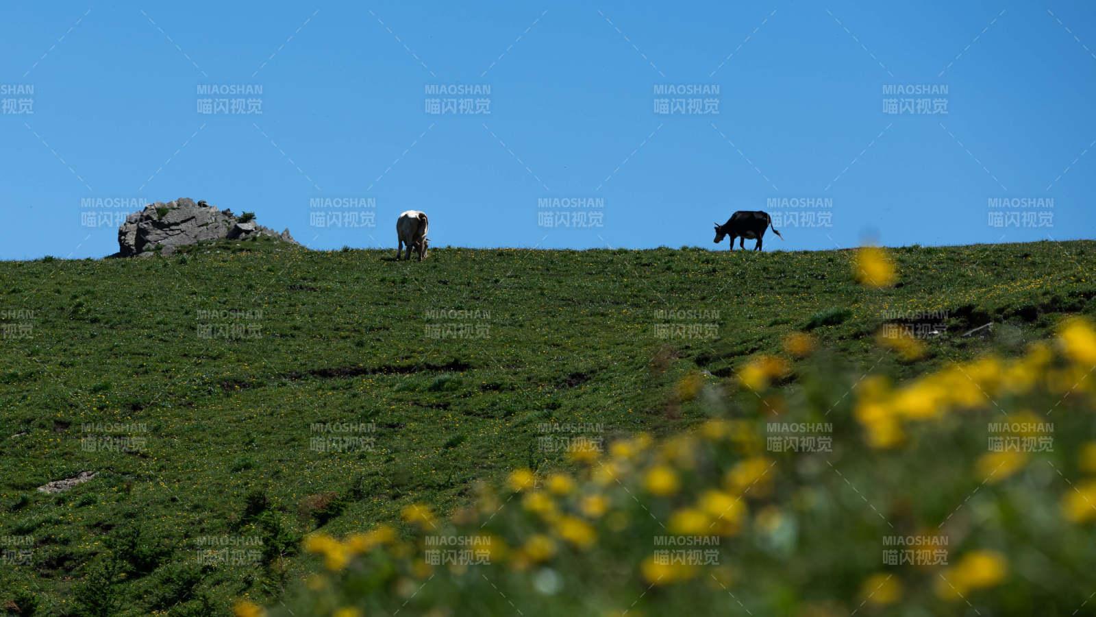 山间牧牛 花开烂漫 东灵山图片