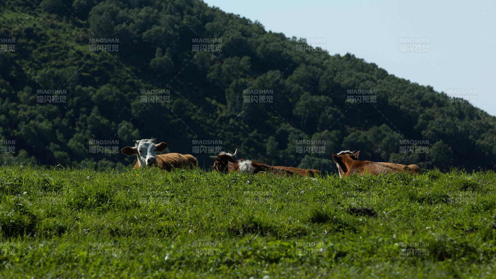 山间草地上的三头牛图片