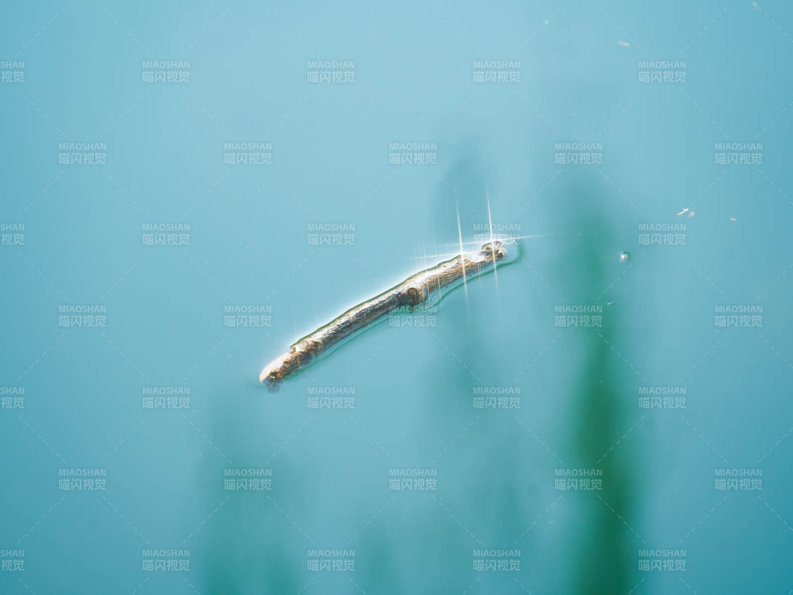 水中的浮木图片