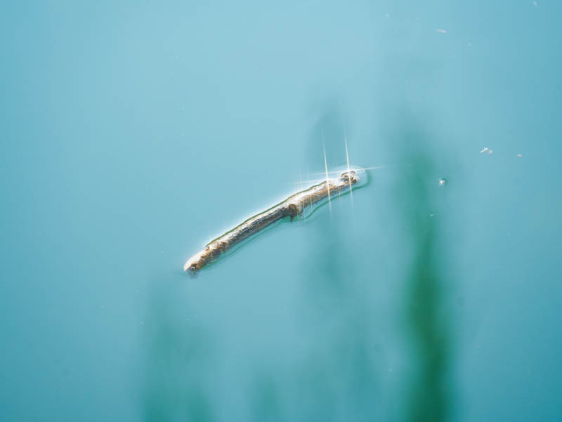 水中的浮木图片