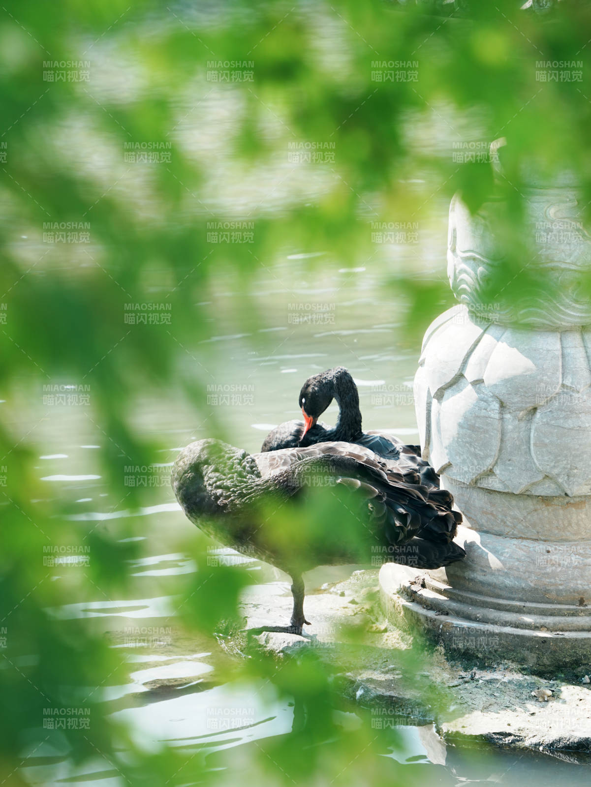 湖畔黑天鹅悠闲梳理羽毛图片