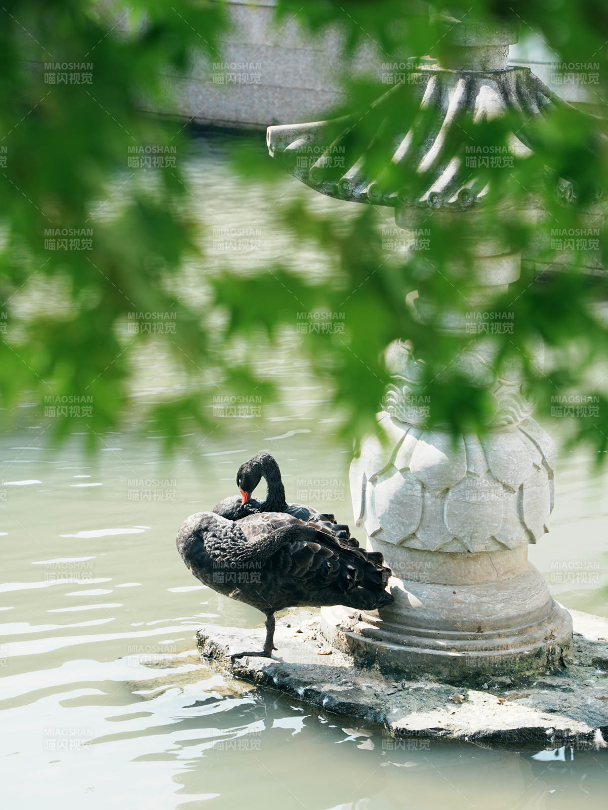黑天鹅栖息于石柱之上图片